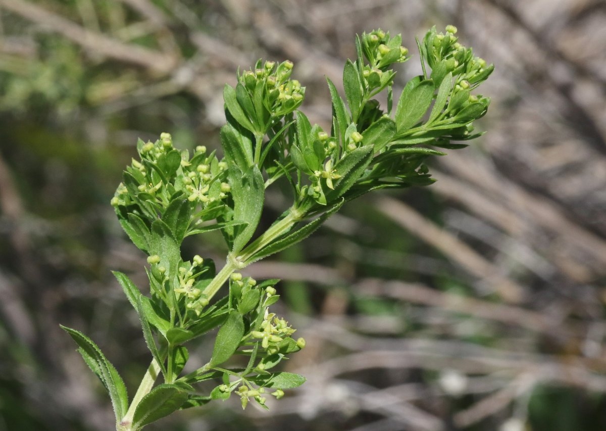 Galium buxifolium