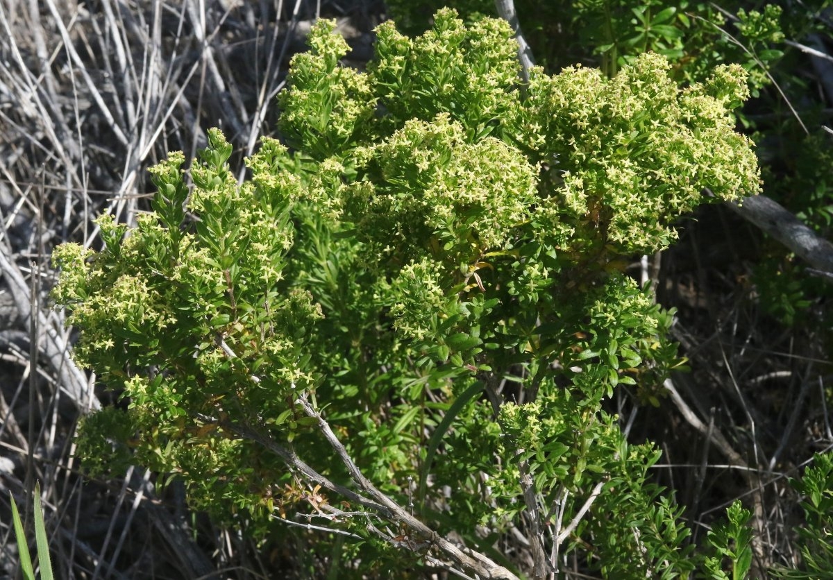 Galium buxifolium
