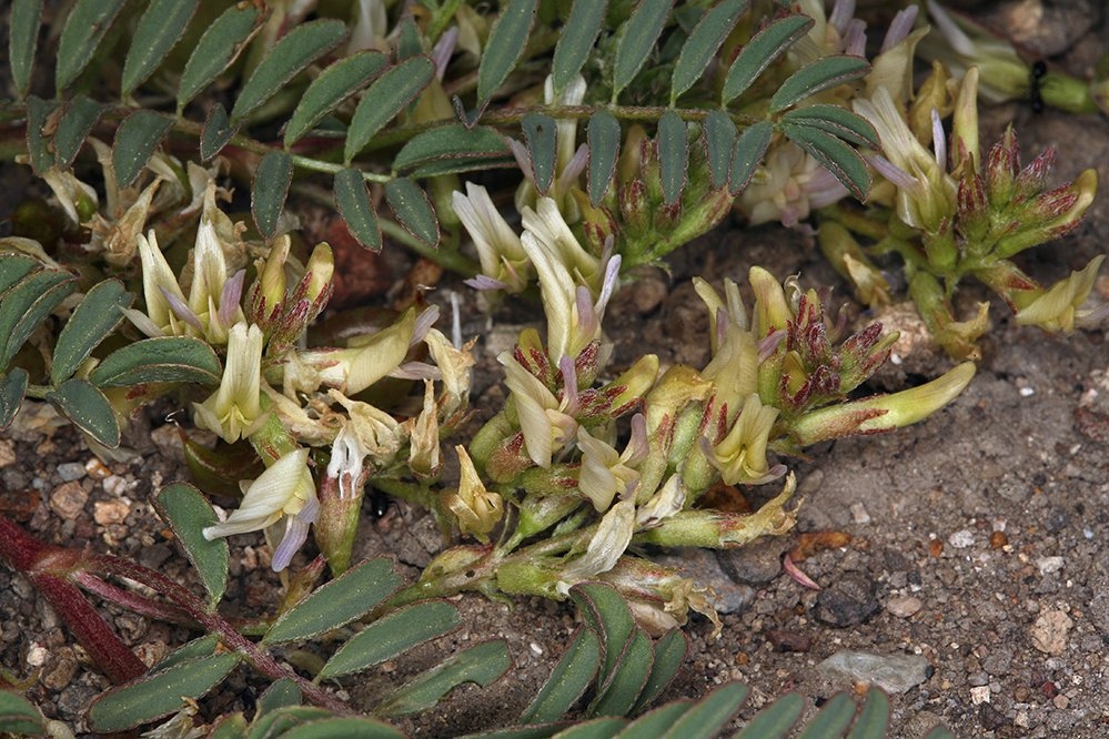 Astragalus lentiginosus var. ineptus