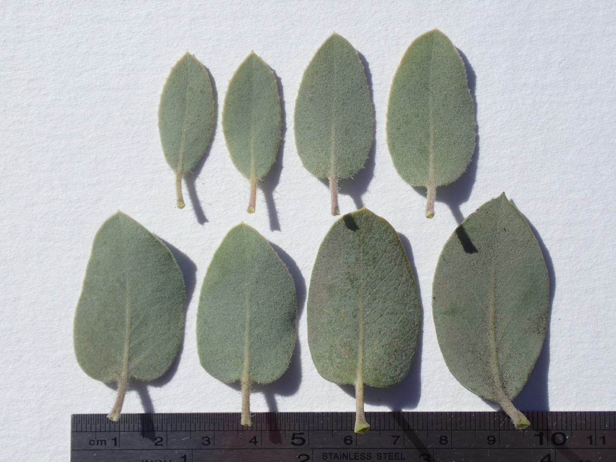 Arctostaphylos glandulosa ssp. leucophylla