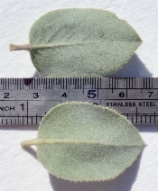Arctostaphylos glandulosa ssp. leucophylla