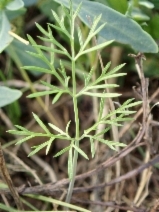 Ciclospermum leptophyllum