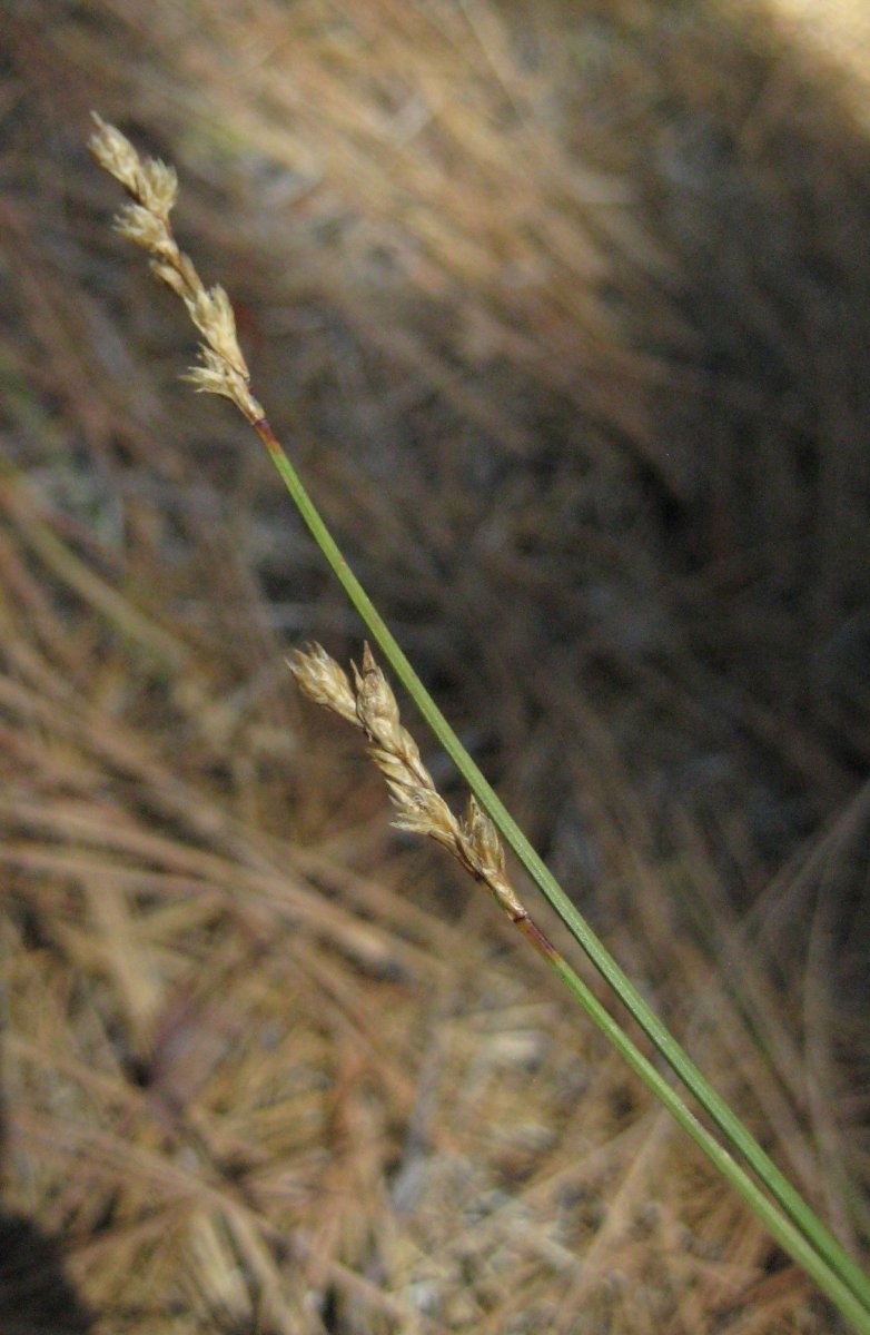 Carex subfusca