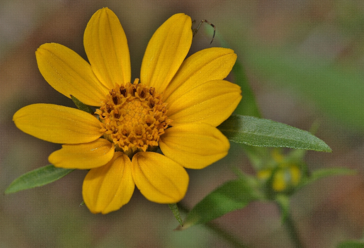 Helianthella californica var. nevadensis