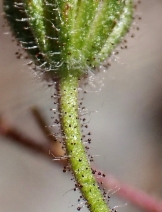Madia elegans ssp. densifolia