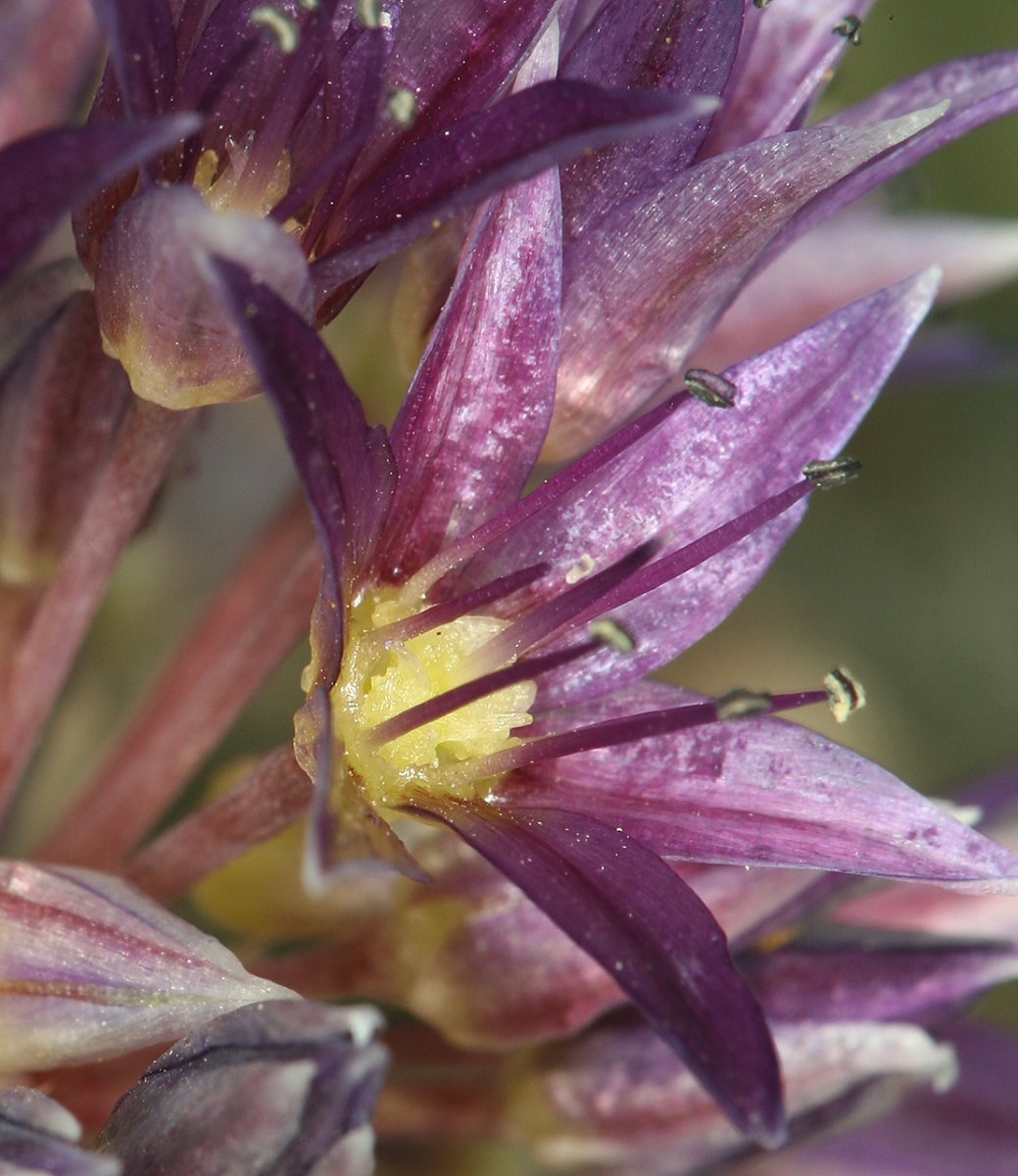 Allium atrorubens var. atrorubens