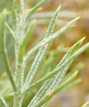Ericameria nauseosa ssp. speciosa