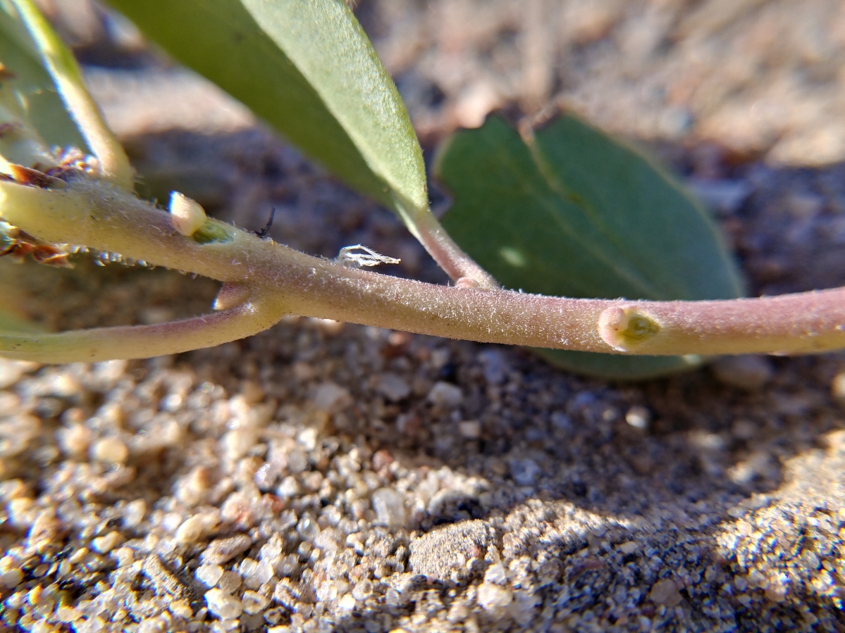 Arctostaphylos parryana ssp. tumescens