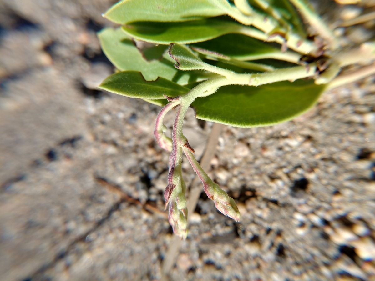 Arctostaphylos parryana ssp. tumescens