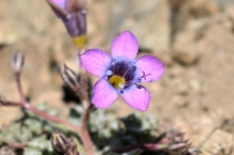 Gilia ochroleuca ssp. vivida