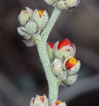 Sphaeralcea ambigua ssp. ambigua