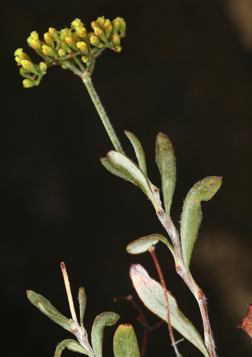 Eriogonum microtheca var. ambiguum