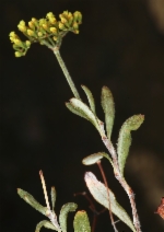 Eriogonum microthecum var. ambiguum