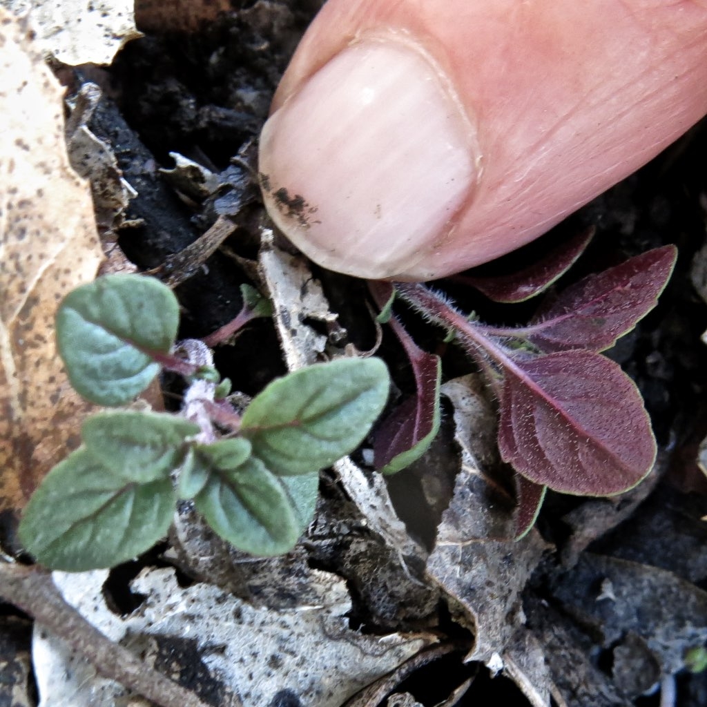 Antirrhinum vexillocalyculatum ssp. vexillocalyculatum