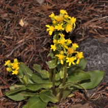 Packera streptanthifolia var. streptanthifolia