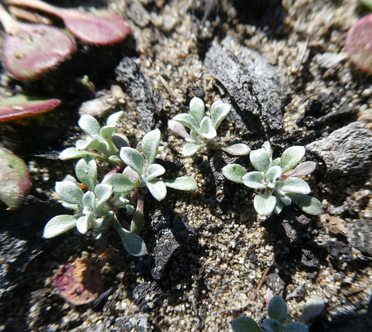 Hesperevax sparsiflora var. brevifolia
