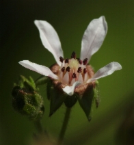 Horkelia cuneata ssp. cuneata