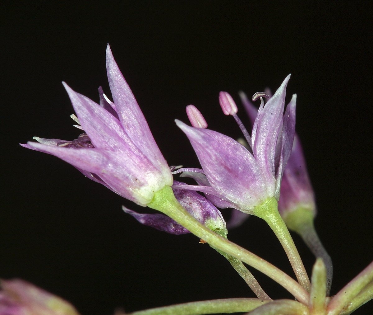 Allium bisceptrum