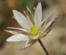 Minuartia nuttallii var. gracilis