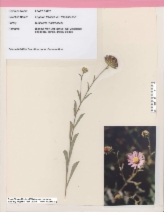 Erigeron foliosus var. franciscensis