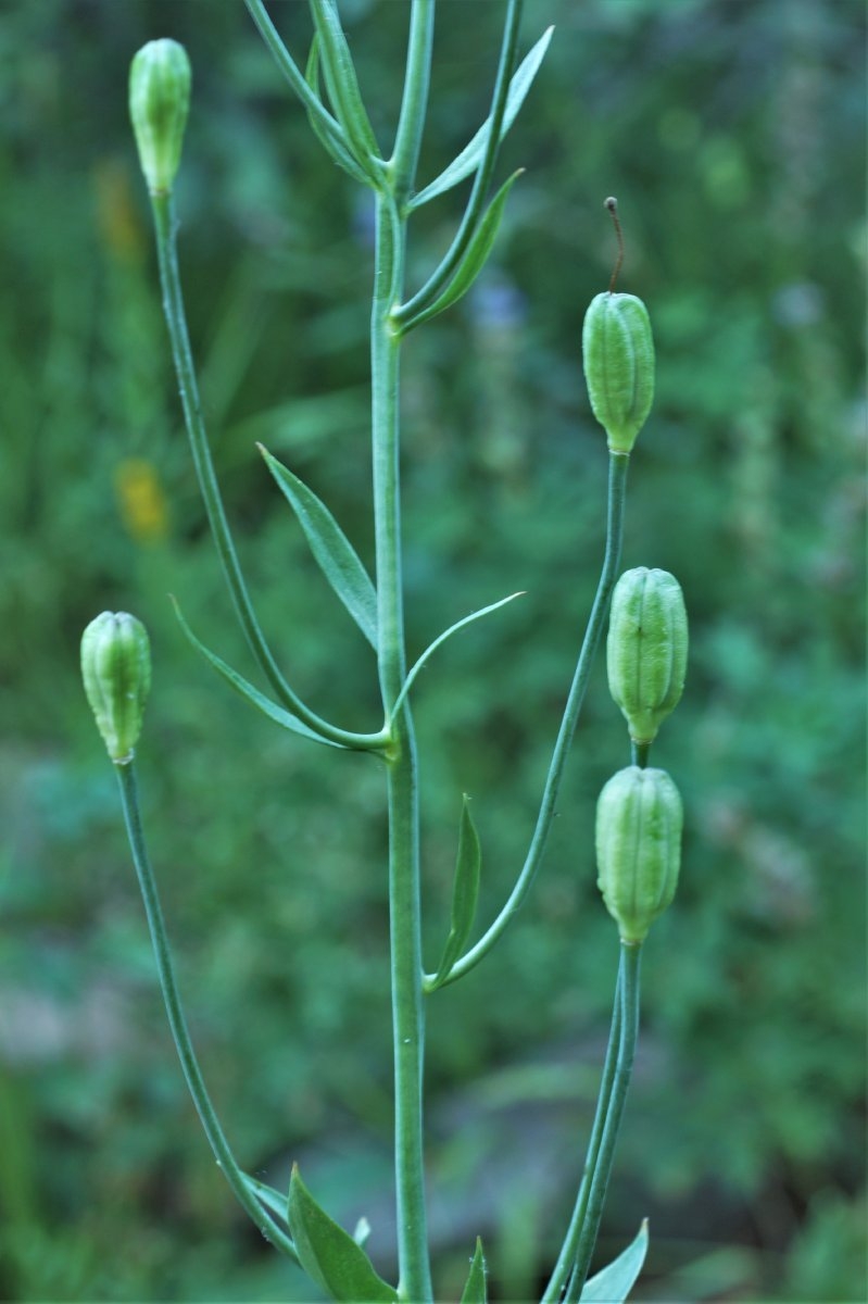 Lilium pardalinum