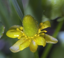 Ranunculus cymbalaria var. saximontanus