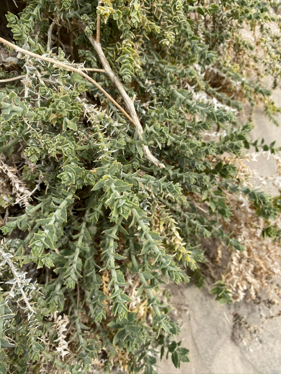 Petalonyx thurberi ssp. thurberi