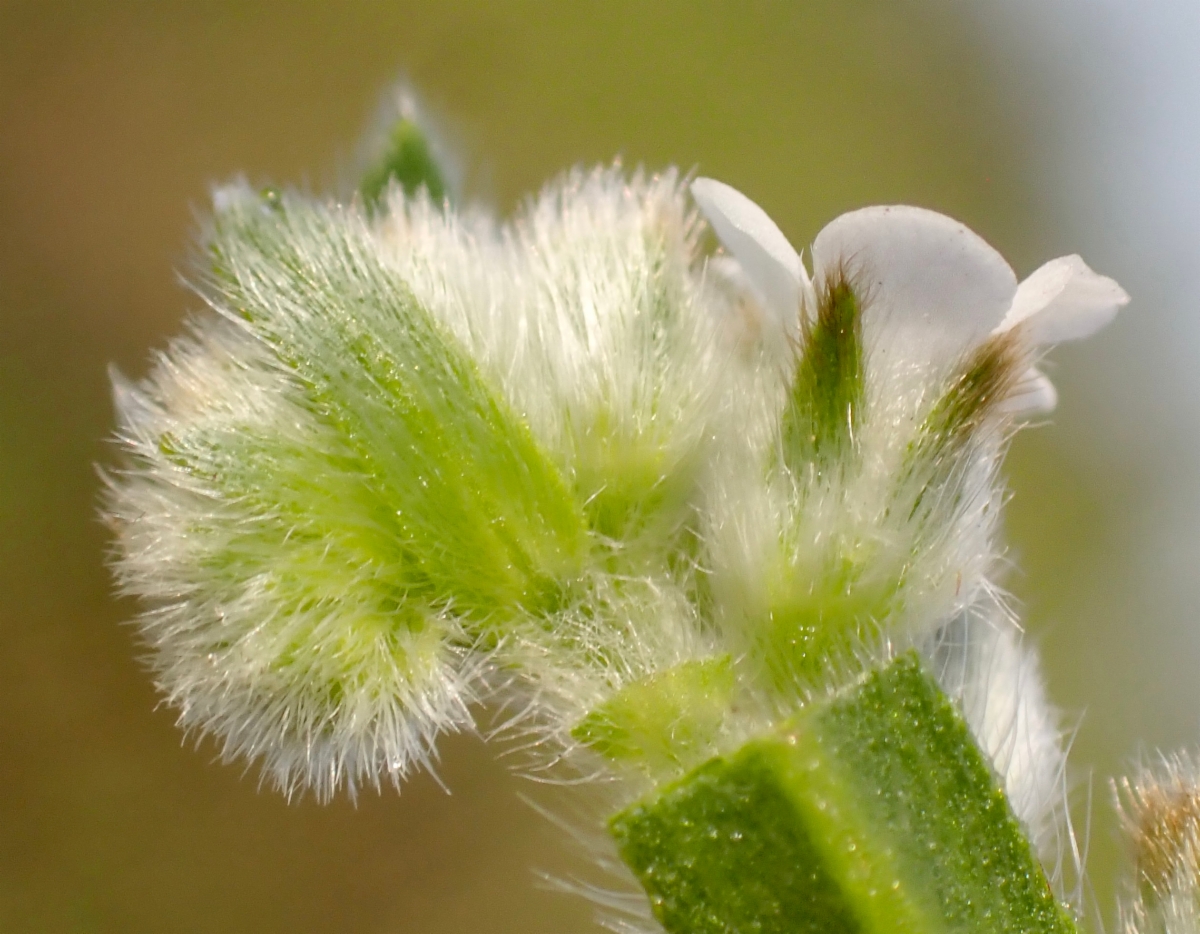 Plagiobothrys canescens var. canescens