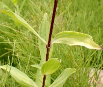 Saponaria officinalis