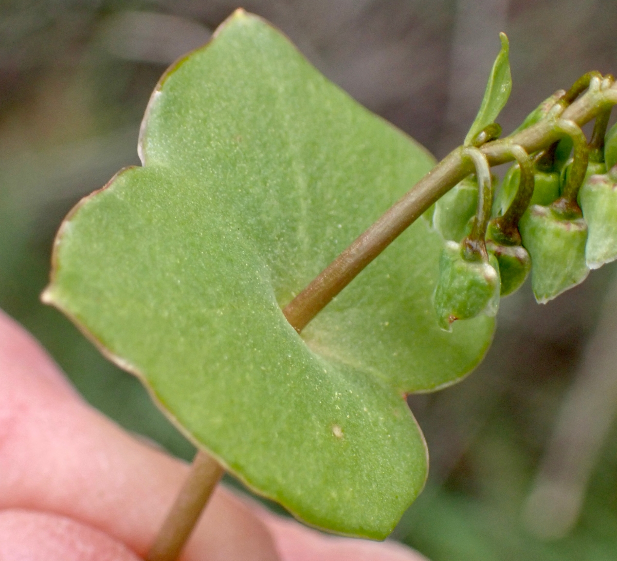 Claytonia perfoliata ssp. perfoliata