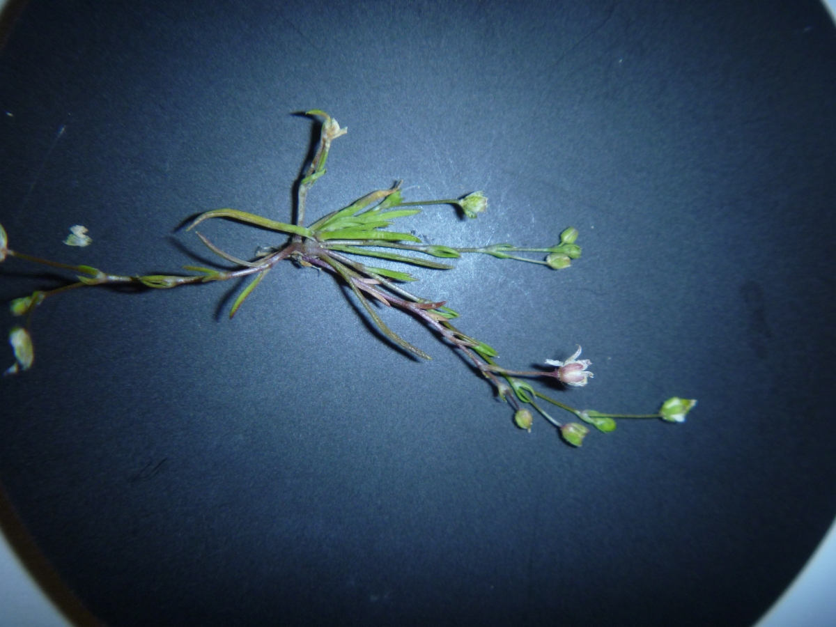 Sagina decumbens ssp. occidentalis