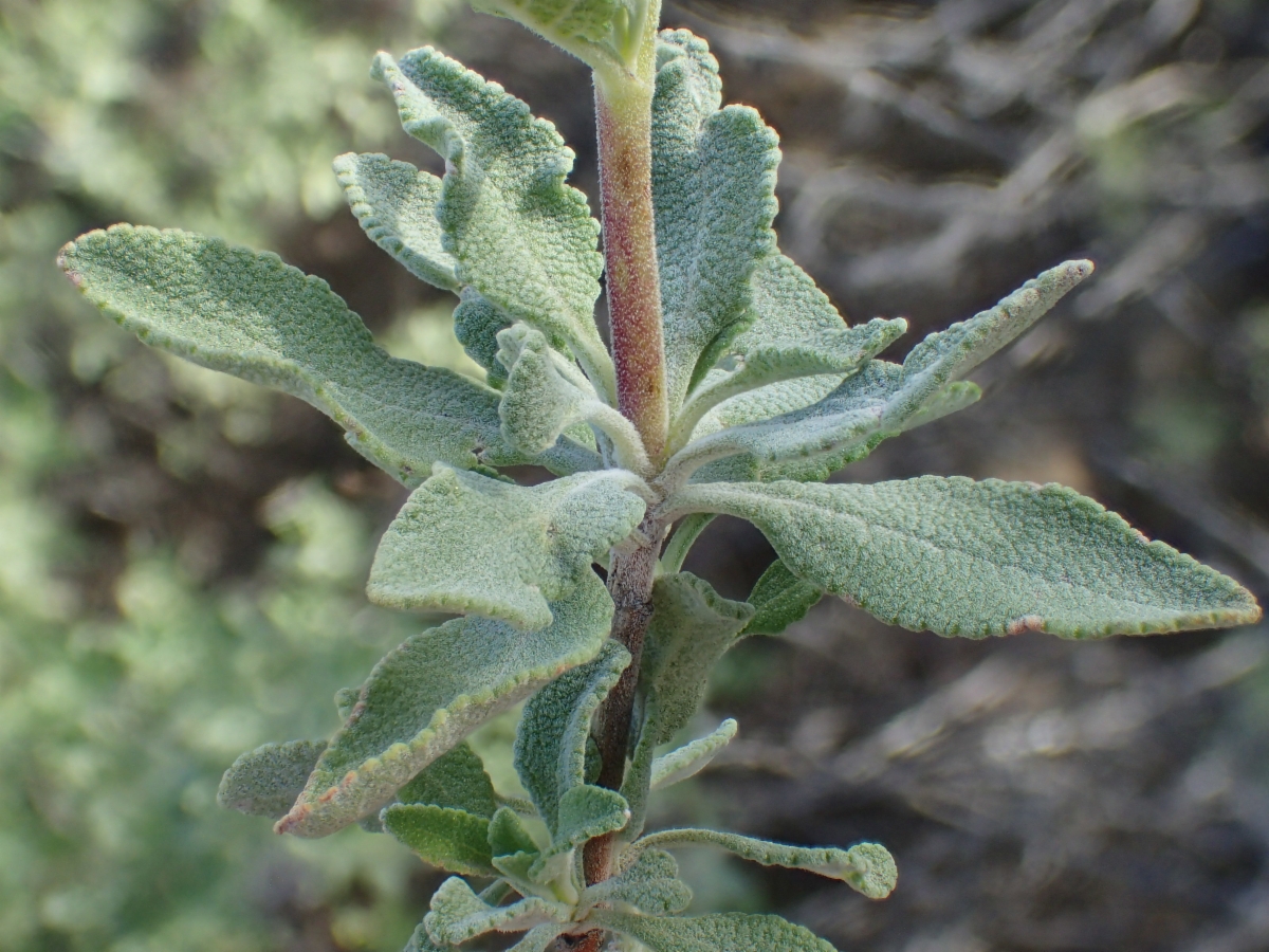 Salvia clevelandii
