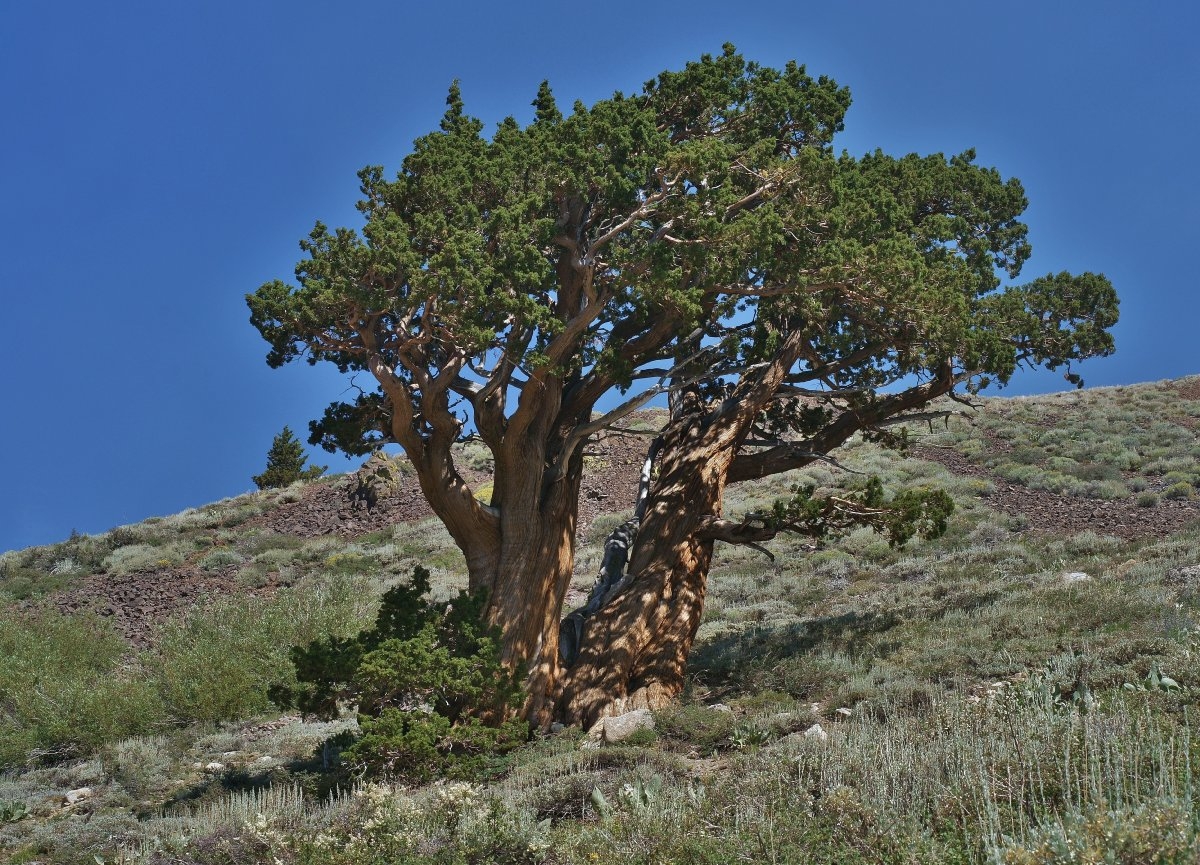 Juniperus grandis