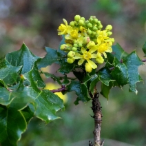 Mahonia pinnata ssp. pinnata