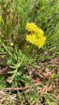 Lomatium caruifolium var. caruifolium