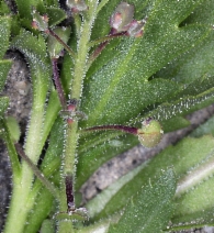 Lepidium lasiocarpum var. lasiocarpum