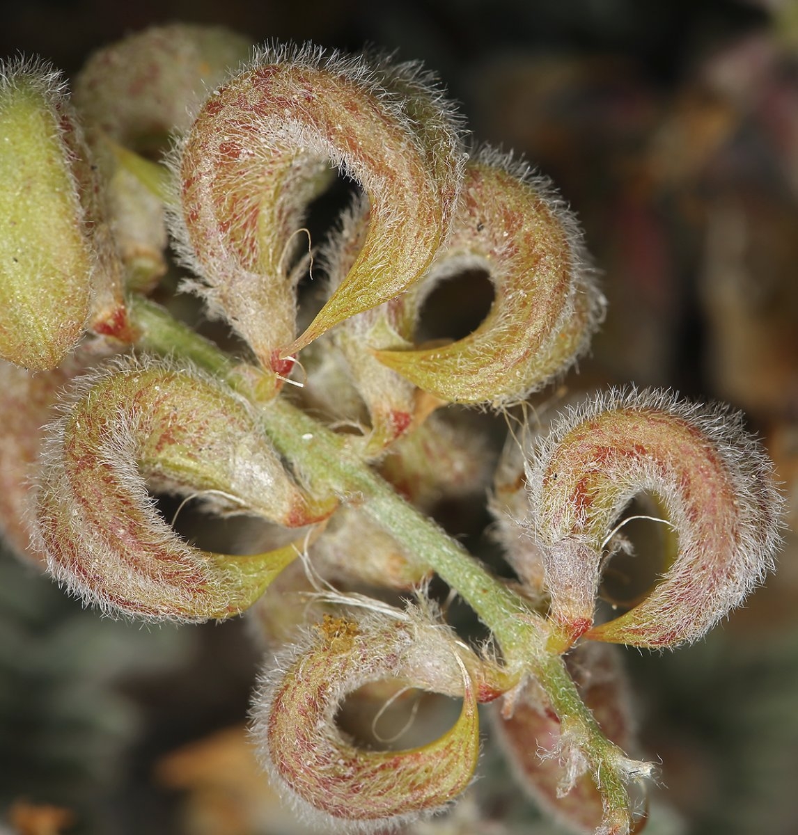 Astragalus pseudiodanthus