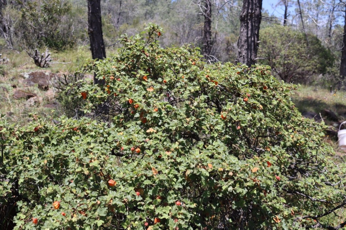 Fremontodendron decumbens