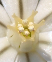 Triteleia ixioides