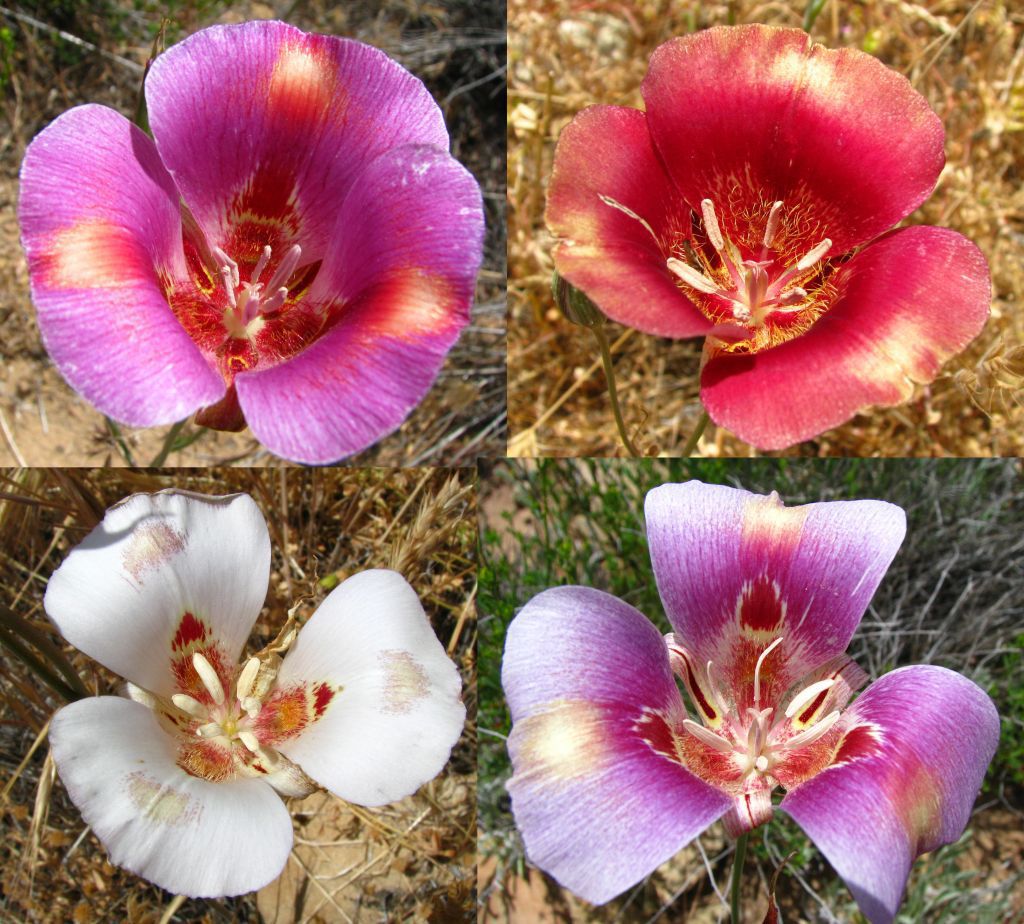 Calochortus venustus