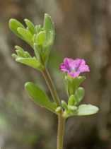 Calibrachoa parviflora