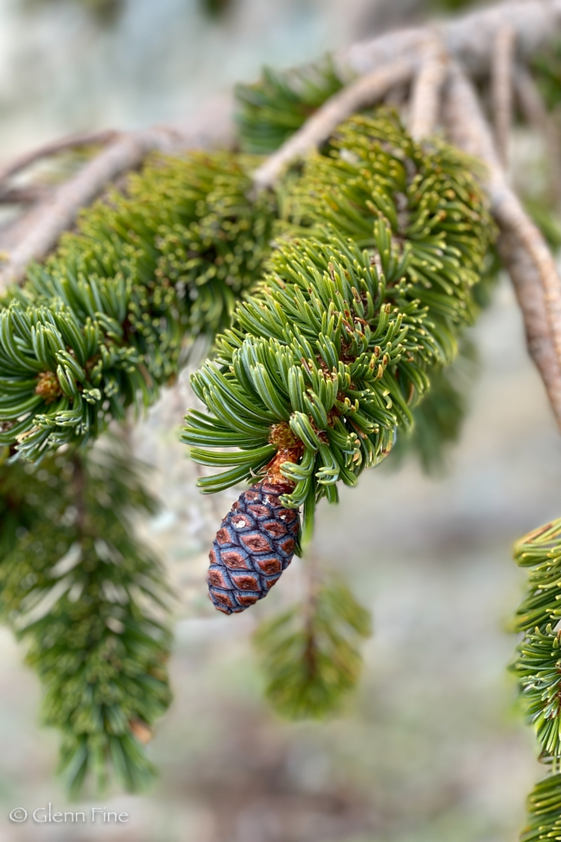 Pinus balfouriana ssp. balfouriana