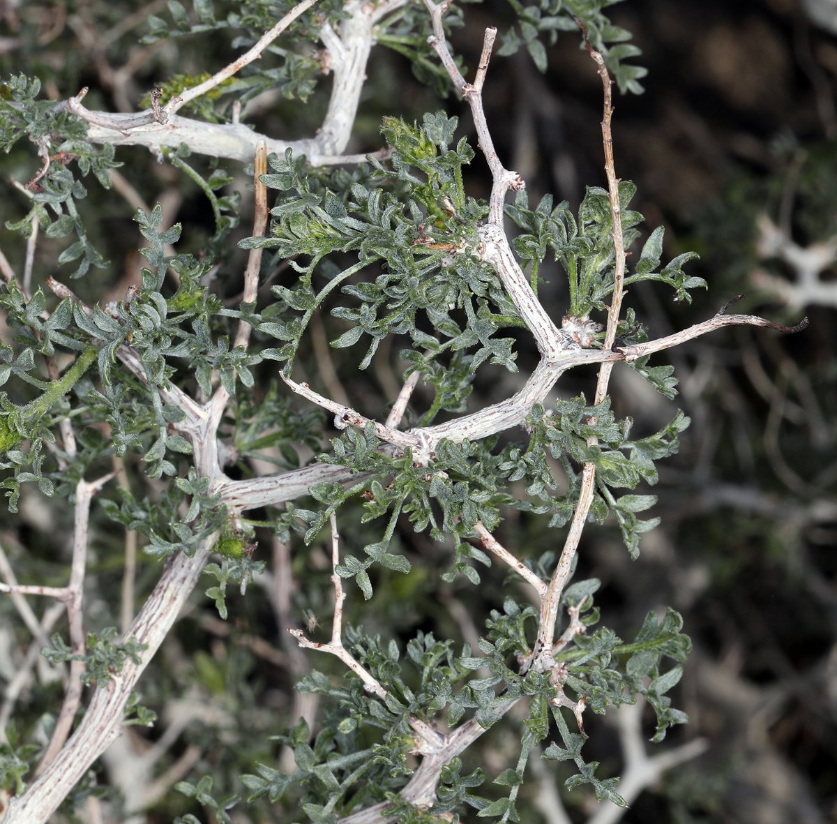 Psorothamnus arborescens var. minutifolius