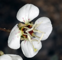 Camissonia claviformis ssp. claviformis