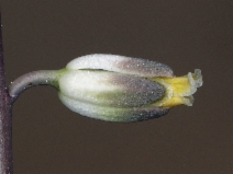 Guillenia lasiophylla