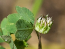 Trifolium microdon