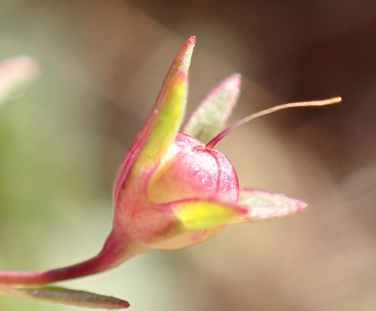 Collinsia sparsiflora var. collina