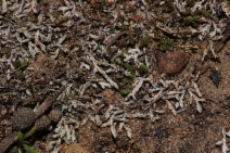 Selaginella cinerascens