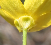 Ranunculus occidentalis var. eisenii