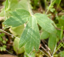 Ranunculus occidentalis var. eisenii